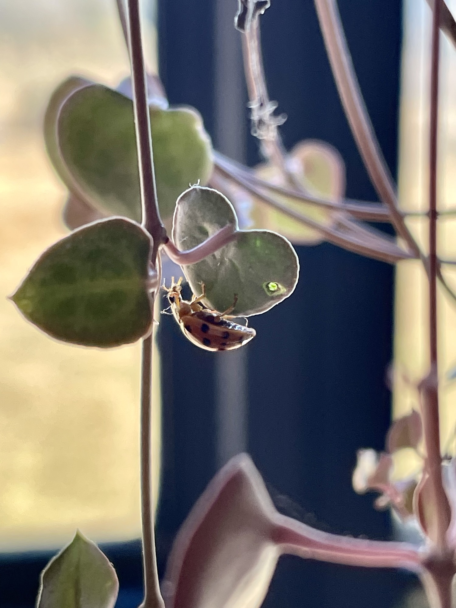 ISO: Effective Tips to Manage Household Lady Beetles