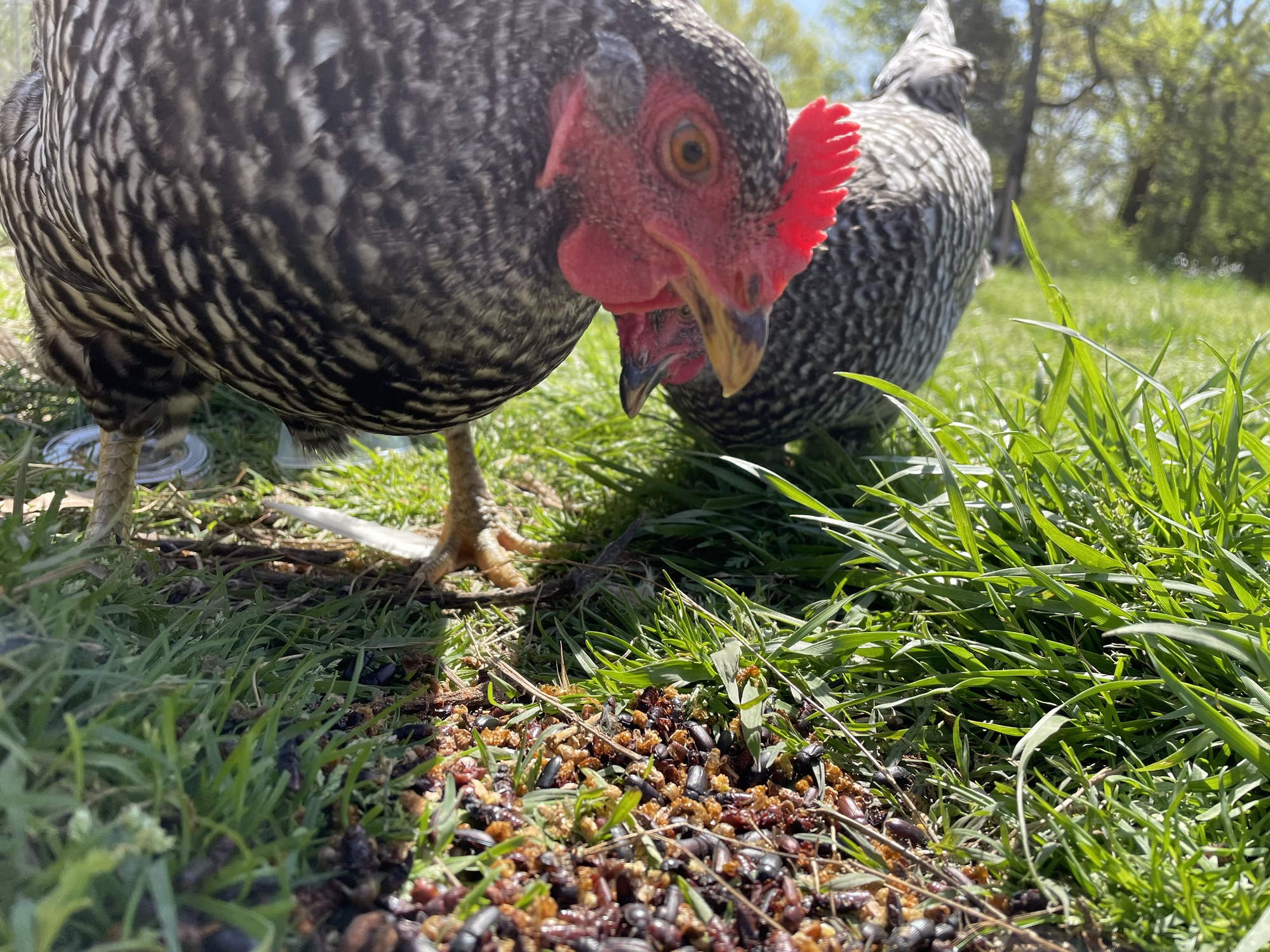 Are Chickens Worth It? Exploring a Few Pros and Cons