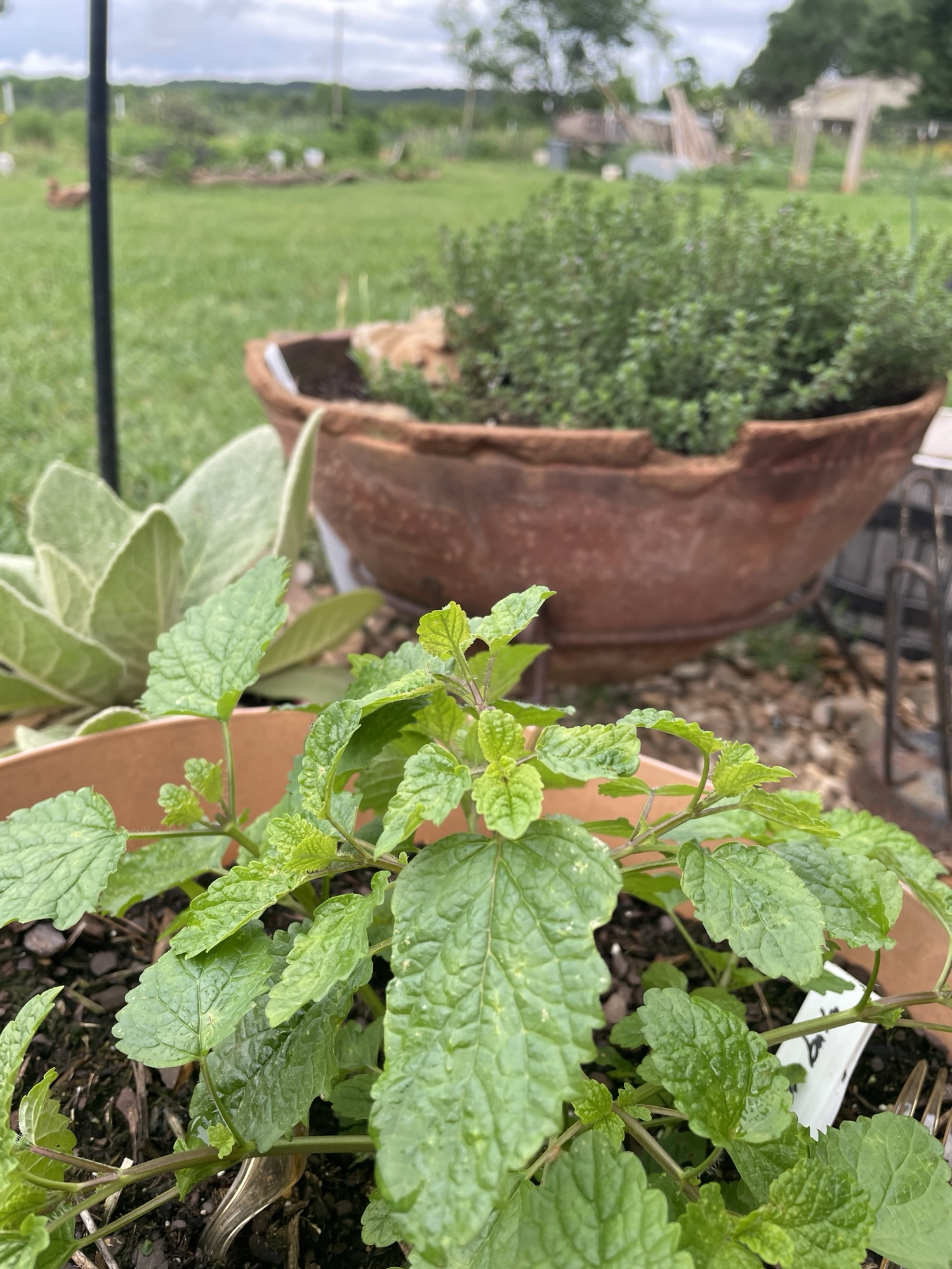 The author's lemon balm, mullein, and thyme.