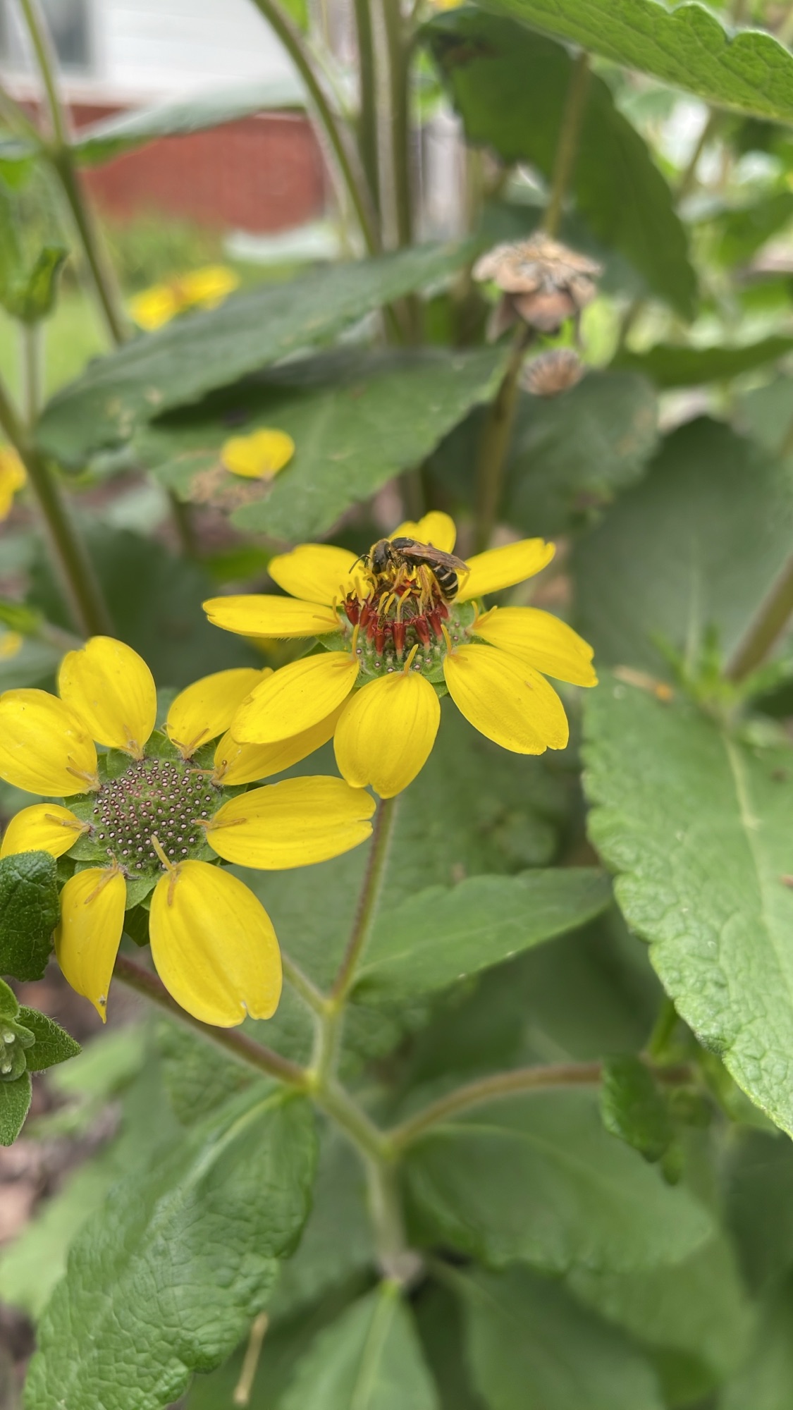 Looking for the Weeds: Keeping Our Timeline Real